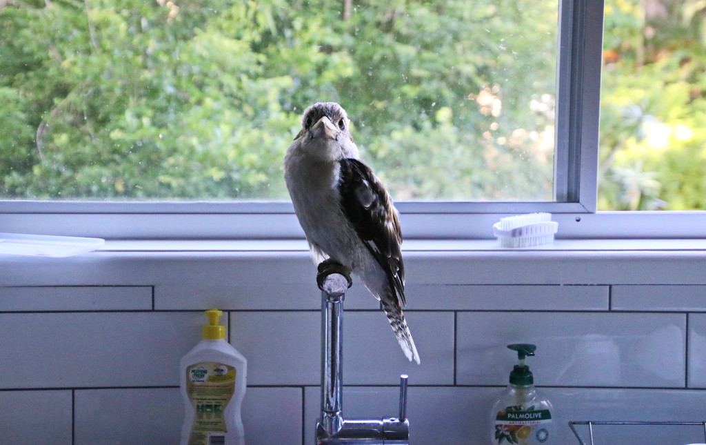 Kookaburra Sits on the Kitchen Tap . . . . by terryliv