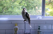 12th Jan 2021 - Kookaburra Sits on the Kitchen Tap . . . .