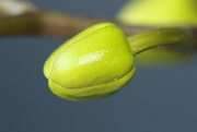 12th Jan 2021 - Orchid bud
