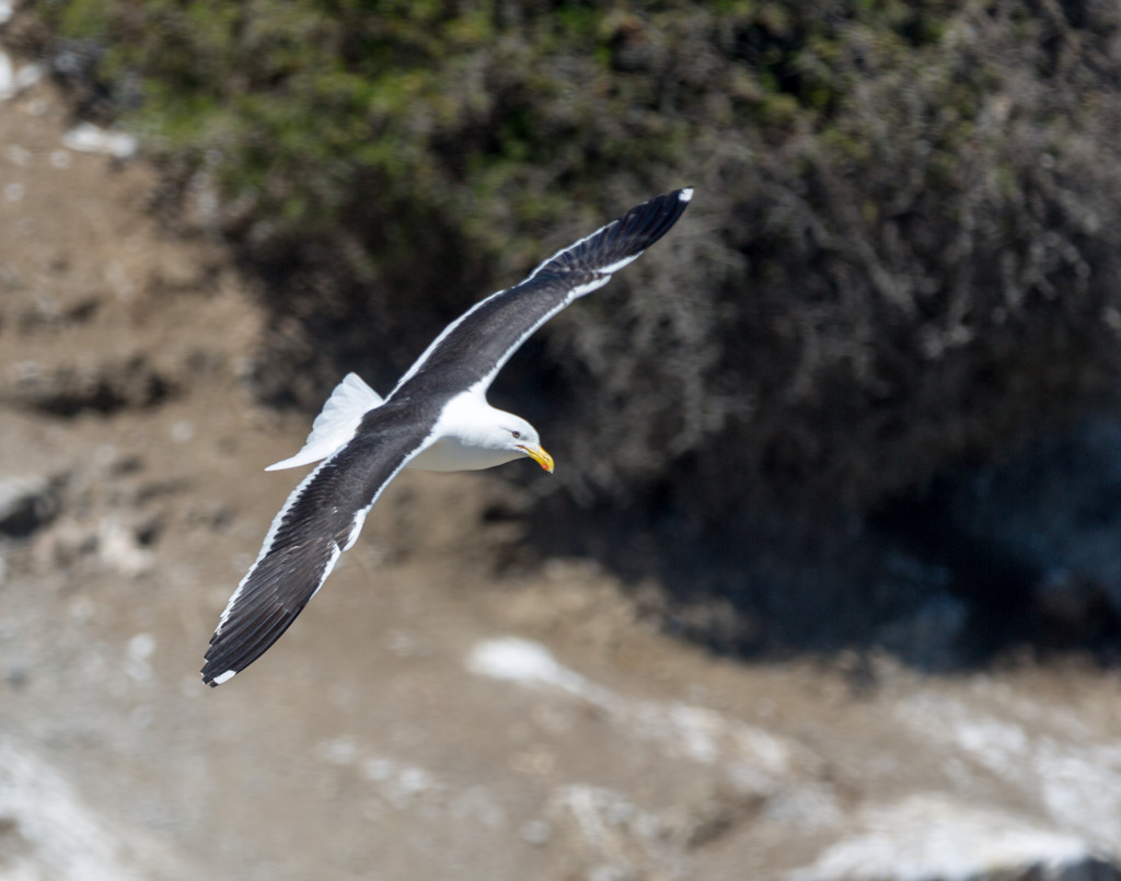 Gull swooping around me by creative_shots