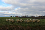 12th Jan 2021 - Curious sheeps.
