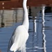 Our Visitor Today, A Giant Egret by markandlinda