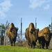 Bison Approach  by jgpittenger