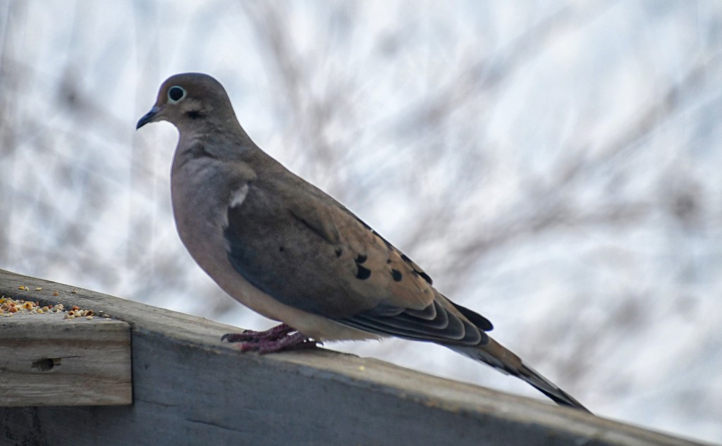 Mourning Dove by paintdipper