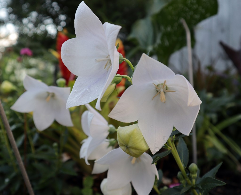 White flower - joy by sandradavies