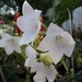 White flower - joy by sandradavies