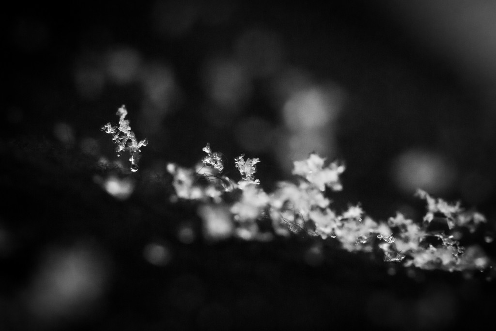 Snow Crystals by tina_mac