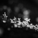 Snow Crystals by tina_mac