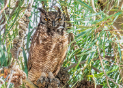13th Jan 2021 - Spotted Eagle Owl