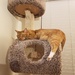 Cat nap by labpotter