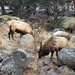 Elk Foraging  by harbie