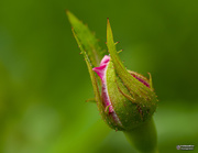 11th Jan 2021 - miniature rose bud
