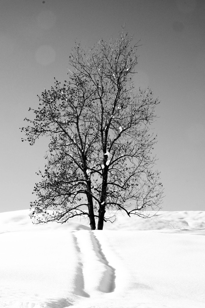 Lonely tree by caterina