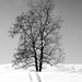 Lonely tree by caterina