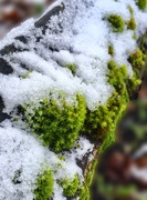 13th Jan 2021 - Snowy moss