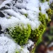 Snowy moss by pattyblue