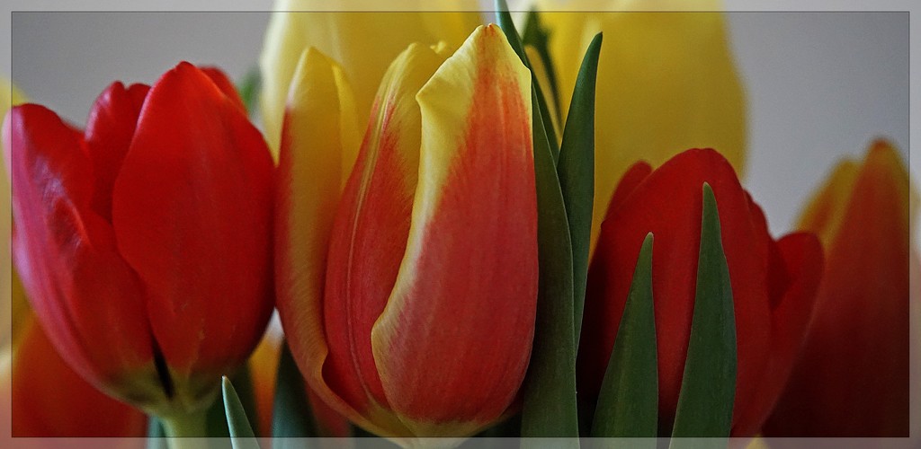 tulips in the bunch by quietpurplehaze