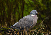 13th Jan 2021 - Wood pigeon