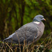Wood pigeon by clivee