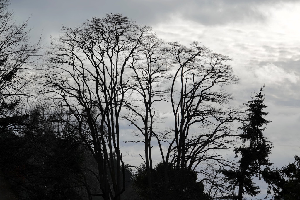 Tree Silhouettes by seattlite