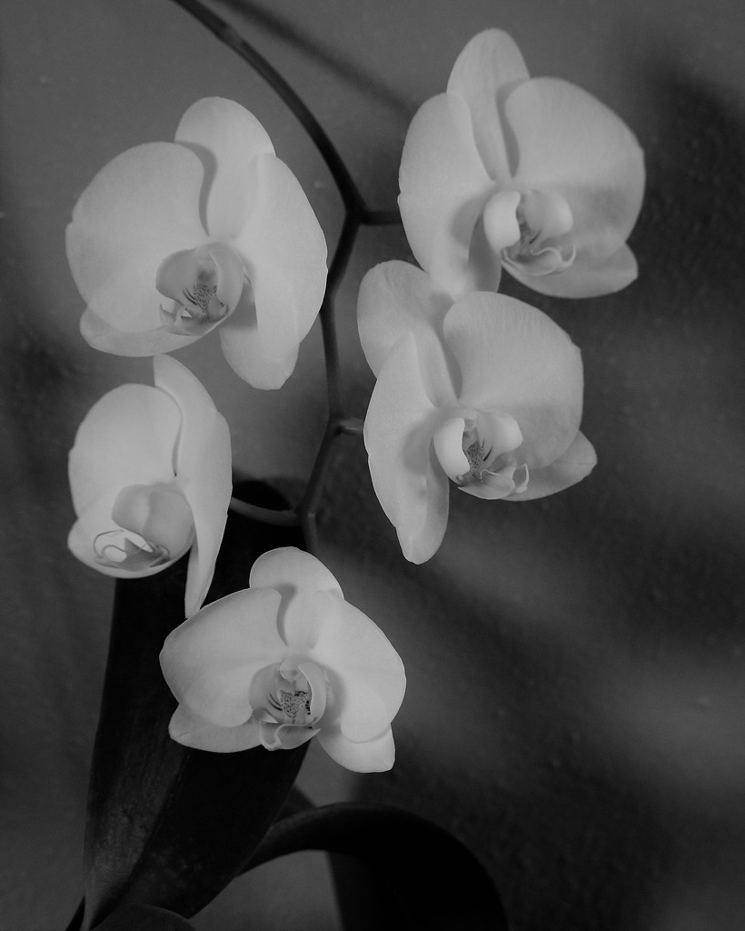 January 12: Orchid in BW by daisymiller