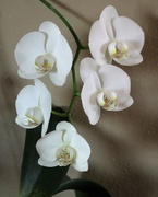 12th Jan 2021 - January 12: Orchid