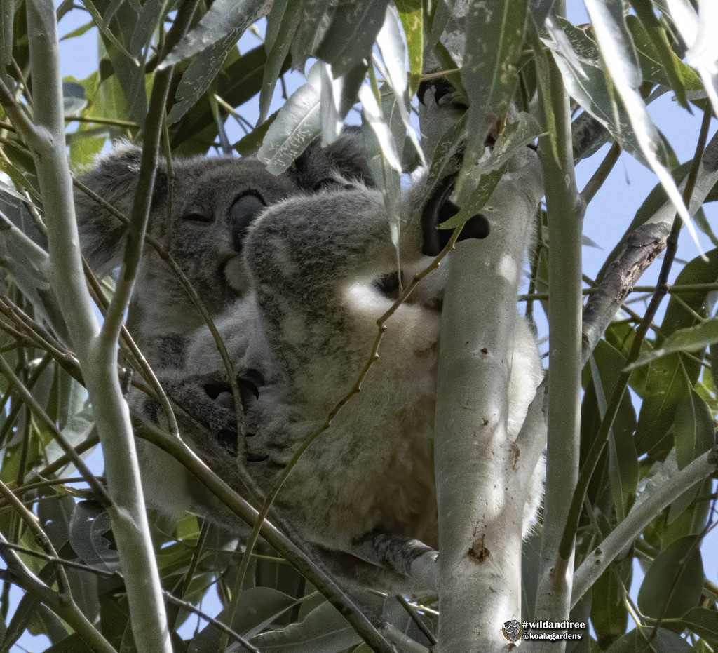 make believe hammock by koalagardens