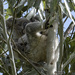 make believe hammock by koalagardens