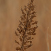 field wormwood by rminer