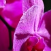 orchids... by earthbeone