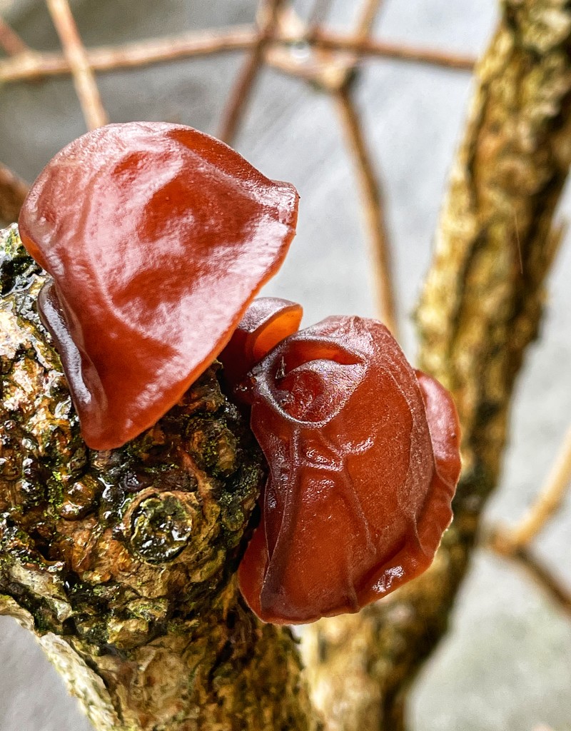 Jelly Ear fungus by tinley23