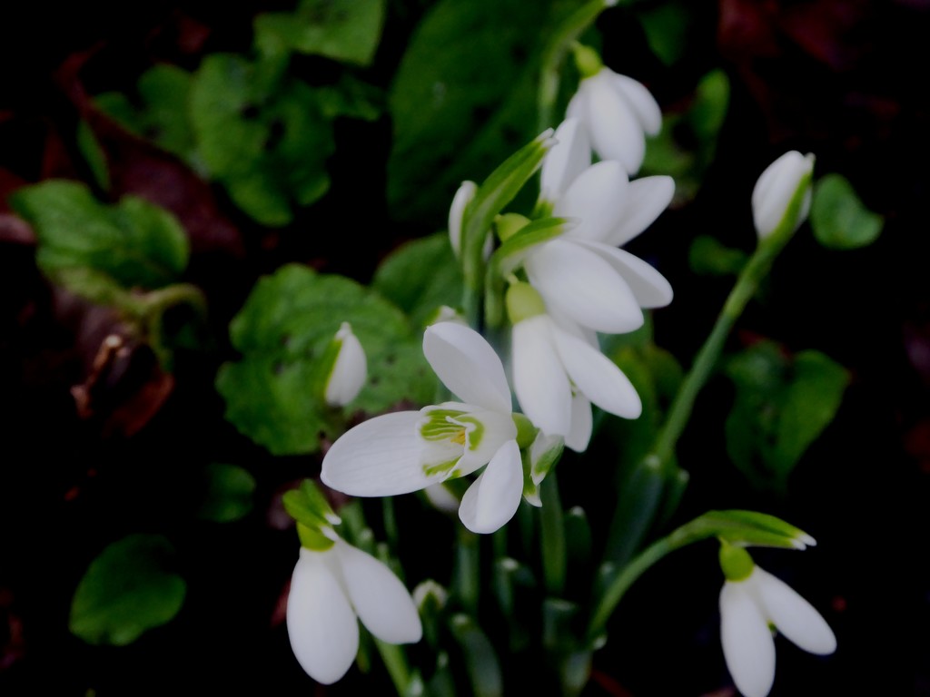 First snowdrops by snowy