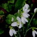 First snowdrops by snowy