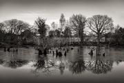 13th Jan 2021 - Flooded Dell
