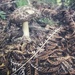 Mushroom  by carolinesdreams