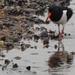 Oystercatcher by moirab