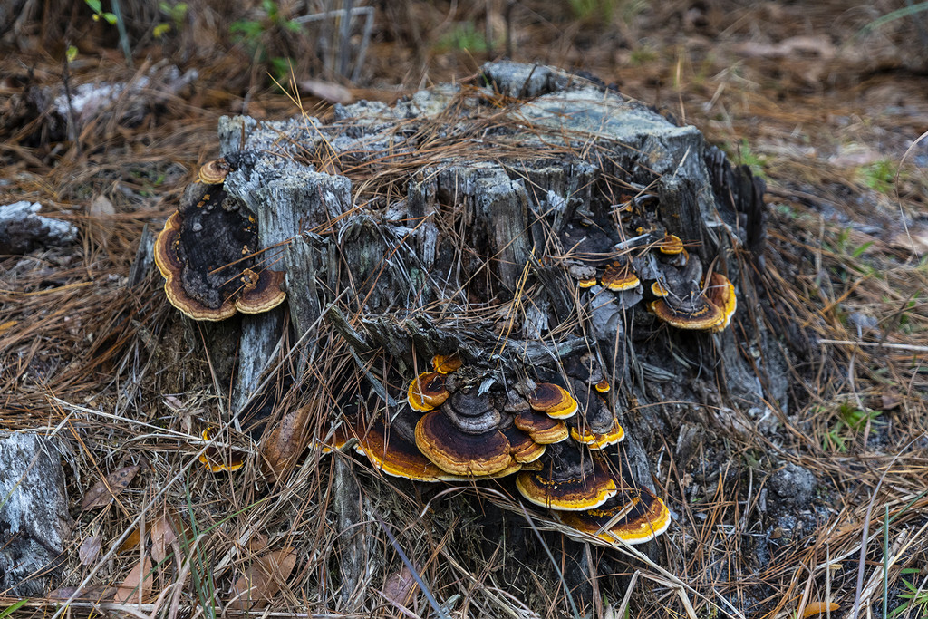 Fungi Stump by k9photo
