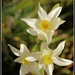 Our Paperwhite Narcissus are up and Blooming by markandlinda