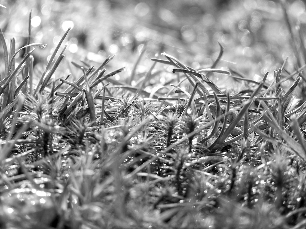 Fresh growth on the star moss... by marlboromaam