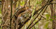 13th Jan 2021 - Groaning Squirrel!