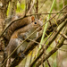Groaning Squirrel! by rickster549