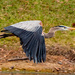 Blue Heron Take Off! by rickster549