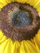 14th Jan 2021 - Sunflower 