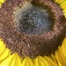 Sunflower  by narayani