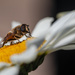 Native Bee by yorkshirekiwi