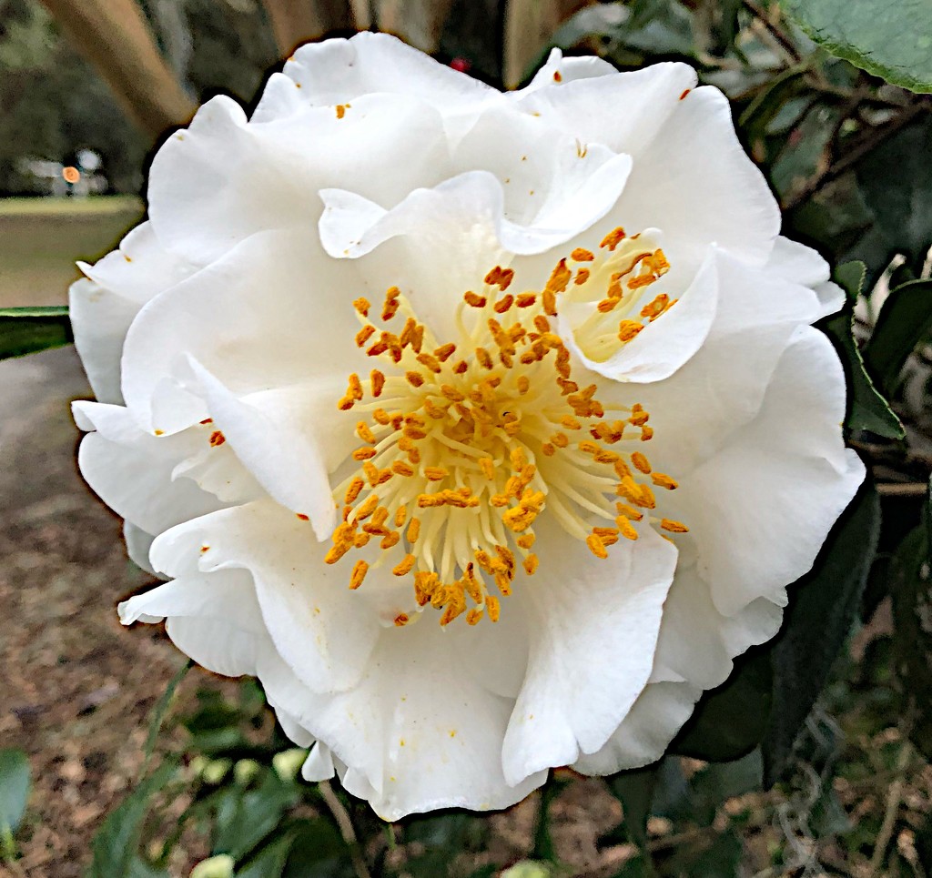 Camellia beauty  by congaree