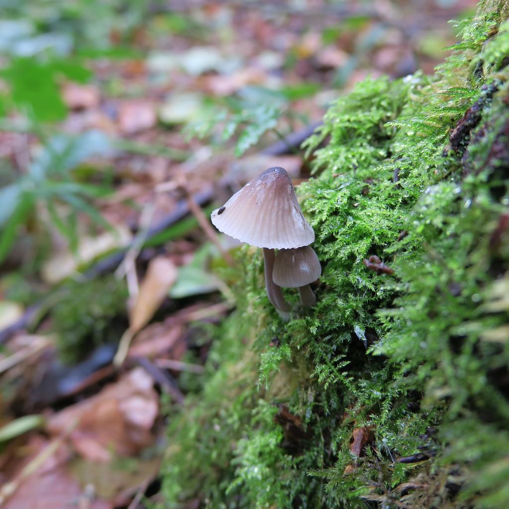 Fungus at Moor Copse by mariadarby