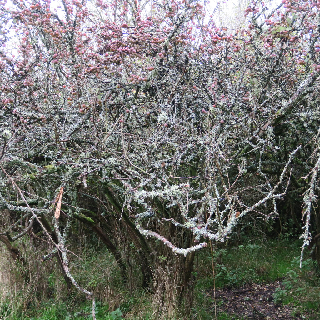 Lichen covered hawthorne by mariadarby