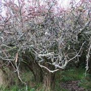 23rd Oct 2020 - Lichen covered hawthorne