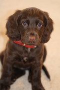 10th Jan 2021 - Puppy portrait -aged 8 weeks